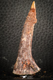 07415 - Top Quality 2.30 Inch Onchopristis numidus Cretaceous Sawfish Rostral Tooth