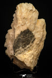 08338 - Beautiful White Barite Crystals 387 g - South Morocco