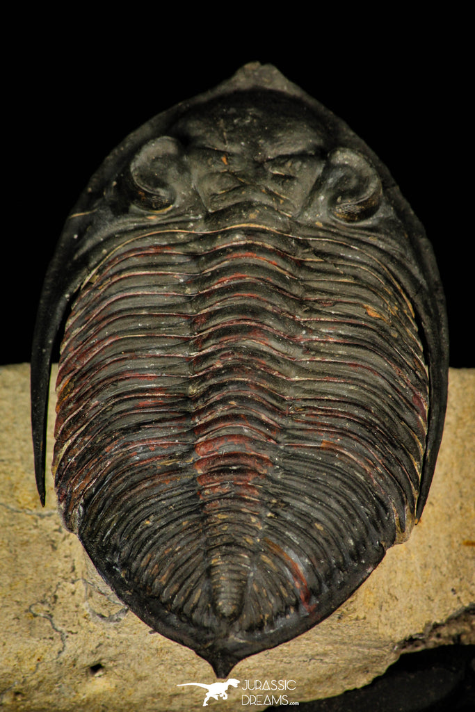 30244 - Finest Quality 3.16 Inch Zlichovaspis rugosa Lower Devonian Trilobite