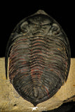 30244 - Finest Quality 3.16 Inch Zlichovaspis rugosa Lower Devonian Trilobite