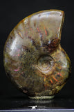 20304 - Nice Agatized 1.63 Inch Cleoniceras sp Lower Cretaceous Ammonite Madagascar