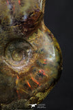 20304 - Nice Agatized 1.63 Inch Cleoniceras sp Lower Cretaceous Ammonite Madagascar