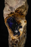 08341 - Beautiful Deep Blue Azurite Crystals on Carbonate Matrix - Kerrouchen (Morocco)