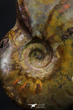 20304 - Nice Agatized 1.63 Inch Cleoniceras sp Lower Cretaceous Ammonite Madagascar