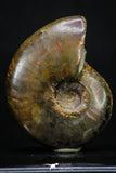 20305 - Nice Agatized 1.67 Inch Cleoniceras sp Lower Cretaceous Ammonite Madagascar