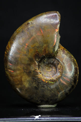 20305 - Nice Agatized 1.67 Inch Cleoniceras sp Lower Cretaceous Ammonite Madagascar