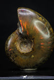20305 - Nice Agatized 1.67 Inch Cleoniceras sp Lower Cretaceous Ammonite Madagascar