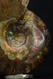 20306 - Nice Agatized 1.55 Inch Cleoniceras sp Lower Cretaceous Ammonite Madagascar