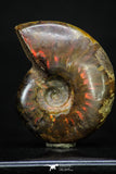 20306 - Nice Agatized 1.55 Inch Cleoniceras sp Lower Cretaceous Ammonite Madagascar