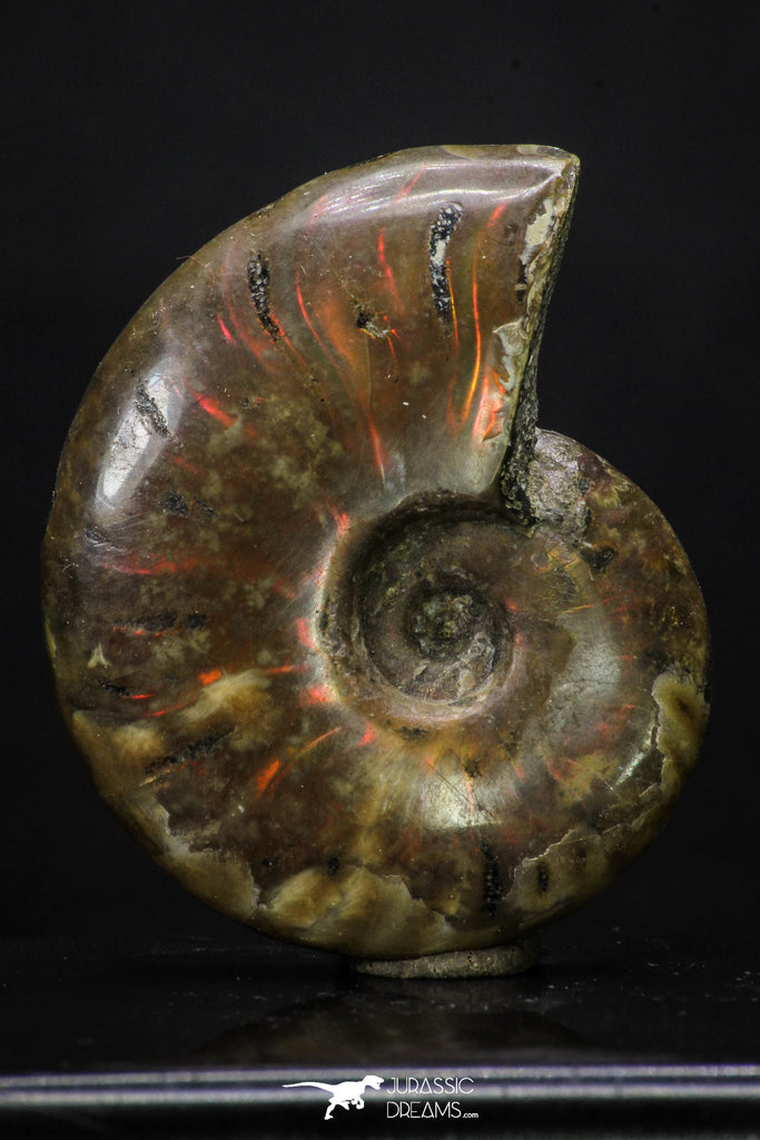 20308 - Nice Agatized 1.50 Inch Cleoniceras sp Lower Cretaceous Ammonite Madagascar