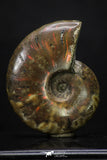 20308 - Nice Agatized 1.50 Inch Cleoniceras sp Lower Cretaceous Ammonite Madagascar
