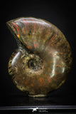 20308 - Nice Agatized 1.50 Inch Cleoniceras sp Lower Cretaceous Ammonite Madagascar