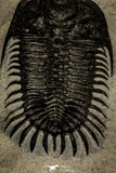 30251 - Museum Grade Trident 2.07 Inch Walliserops trifurcatus Middle Devonian Trilobite