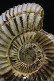 20310 - Top Beautiful 1.72 Inch Perisphinctes virguloides Late Jurassic Ammonite - Madagascar