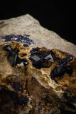 08349 - Top Beautiful Deep Blue Azurite Crystals on Carbonate Matrix - Kerrouchen (Morocco)