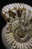 20310 - Top Beautiful 1.72 Inch Perisphinctes virguloides Late Jurassic Ammonite - Madagascar