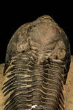 30252 - Well Preserved 1.90 Inch Metacanthina issoumourensis Lower Devonian Trilobite