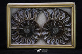 20312 - Cut & Polished 2.52 Inch Cleoniceras sp Lower Cretaceous Ammonite Madagascar - Agatized