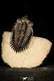 30253 - Top Beautiful 1.89 Inch Metacanthina issoumourensis Lower Devonian Trilobite