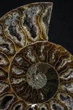 20312 - Cut & Polished 2.52 Inch Cleoniceras sp Lower Cretaceous Ammonite Madagascar - Agatized