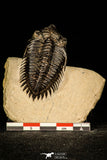 30253 - Top Beautiful 1.89 Inch Metacanthina issoumourensis Lower Devonian Trilobite