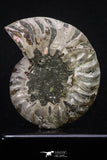 20312 - Cut & Polished 2.52 Inch Cleoniceras sp Lower Cretaceous Ammonite Madagascar - Agatized
