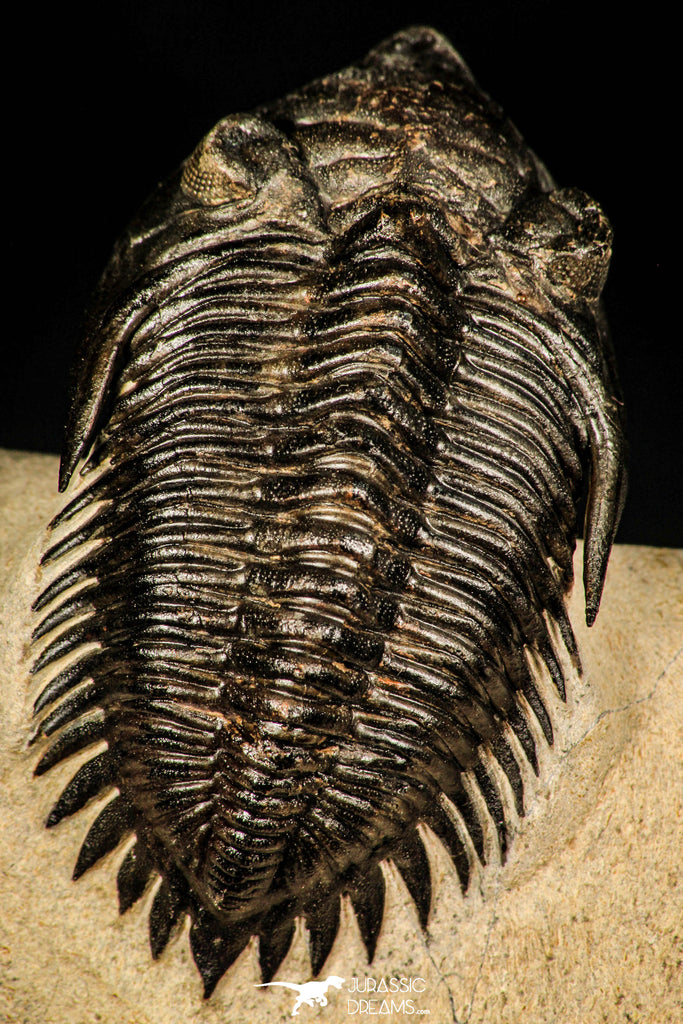 30253 - Top Beautiful 1.89 Inch Metacanthina issoumourensis Lower Devonian Trilobite