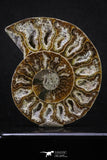 20312 - Cut & Polished 2.52 Inch Cleoniceras sp Lower Cretaceous Ammonite Madagascar - Agatized