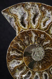 20312 - Cut & Polished 2.52 Inch Cleoniceras sp Lower Cretaceous Ammonite Madagascar - Agatized