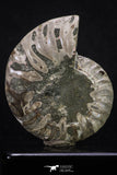 20312 - Cut & Polished 2.52 Inch Cleoniceras sp Lower Cretaceous Ammonite Madagascar - Agatized