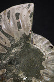 20312 - Cut & Polished 2.52 Inch Cleoniceras sp Lower Cretaceous Ammonite Madagascar - Agatized