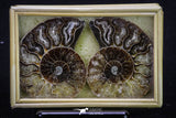 20313 - Cut & Polished 2.53 Inch Cleoniceras sp Lower Cretaceous Ammonite Madagascar - Agatized