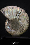 20313 - Cut & Polished 2.53 Inch Cleoniceras sp Lower Cretaceous Ammonite Madagascar - Agatized
