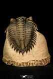 30254 - Top Quality 1.41 Inch Metacanthina issoumourensis Lower Devonian Trilobite