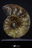 20313 - Cut & Polished 2.53 Inch Cleoniceras sp Lower Cretaceous Ammonite Madagascar - Agatized