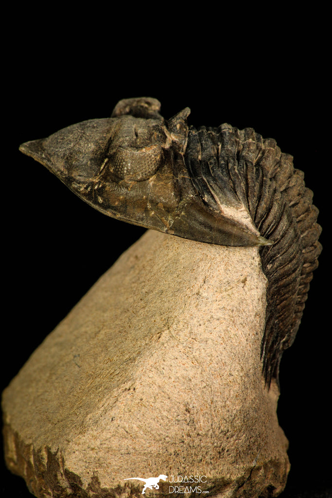 30254 - Top Quality 1.41 Inch Metacanthina issoumourensis Lower Devonian Trilobite