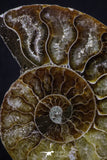 20313 - Cut & Polished 2.53 Inch Cleoniceras sp Lower Cretaceous Ammonite Madagascar - Agatized