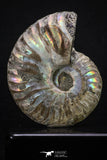 20313 - Cut & Polished 2.53 Inch Cleoniceras sp Lower Cretaceous Ammonite Madagascar - Agatized