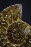 20314 - Cut & Polished 2.38 Inch Cleoniceras sp Lower Cretaceous Ammonite Madagascar - Agatized