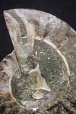 20314 - Cut & Polished 2.38 Inch Cleoniceras sp Lower Cretaceous Ammonite Madagascar - Agatized