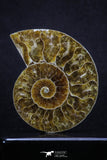 20314 - Cut & Polished 2.38 Inch Cleoniceras sp Lower Cretaceous Ammonite Madagascar - Agatized