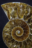 20314 - Cut & Polished 2.38 Inch Cleoniceras sp Lower Cretaceous Ammonite Madagascar - Agatized