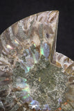 20314 - Cut & Polished 2.38 Inch Cleoniceras sp Lower Cretaceous Ammonite Madagascar - Agatized
