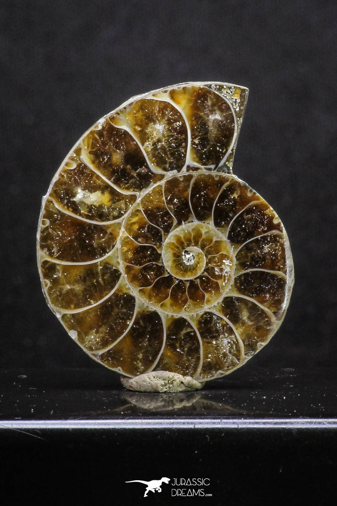 20315 - Cut & Polished 1.46 Inch Cleoniceras sp Lower Cretaceous Ammonite Madagascar - Agatized