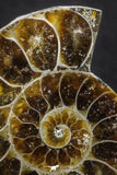 20315 - Cut & Polished 1.46 Inch Cleoniceras sp Lower Cretaceous Ammonite Madagascar - Agatized