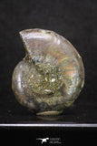 20315 - Cut & Polished 1.46 Inch Cleoniceras sp Lower Cretaceous Ammonite Madagascar - Agatized