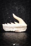 05016 - Beautiful Well Preserved 0.53 Inch Weltonia ancistrodon Shark Tooth