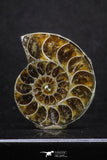 20315 - Cut & Polished 1.46 Inch Cleoniceras sp Lower Cretaceous Ammonite Madagascar - Agatized
