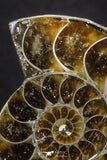 20315 - Cut & Polished 1.46 Inch Cleoniceras sp Lower Cretaceous Ammonite Madagascar - Agatized