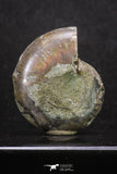 20315 - Cut & Polished 1.46 Inch Cleoniceras sp Lower Cretaceous Ammonite Madagascar - Agatized